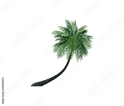 leaning coconut palm tree