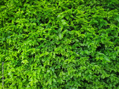 Green leaves garden trees pattern close-up.