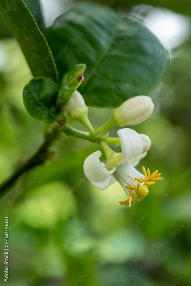 Beautiful flower lemon blossoming hibiscus flower and lemon blossom in macro close-up. Beautiful flower lemon blossoming hibiscus flower and lemon blossom in macro close-up.