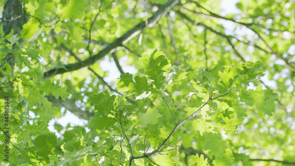 Elegant green background of backlit green leaves. Green leaves in park. Bokeh. Elegant green background of backlit green leaves. Green leaves in park. Bokeh.