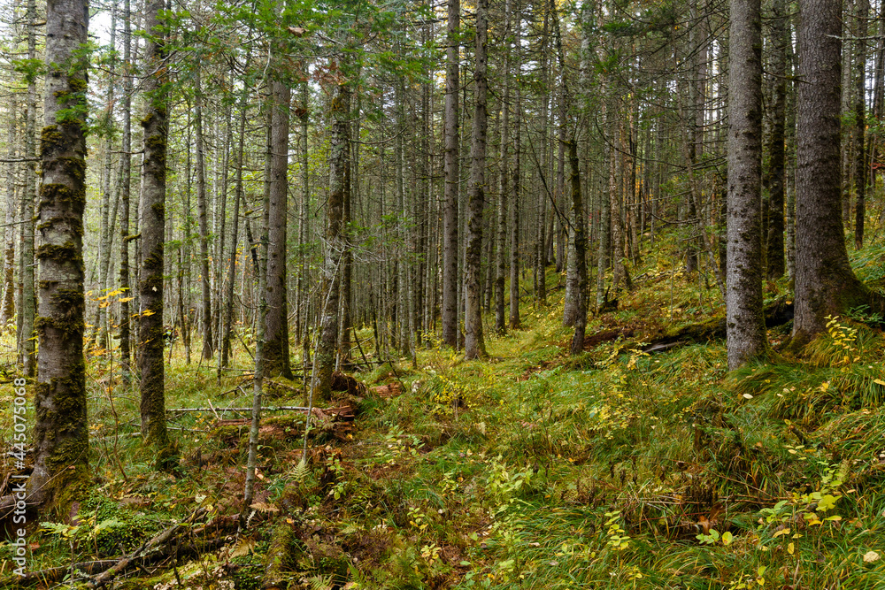 Fototapeta premium Sikhote-Alin Biosphere Reserve. Far Eastern autumn taiga. Dense impassable autumn forest.