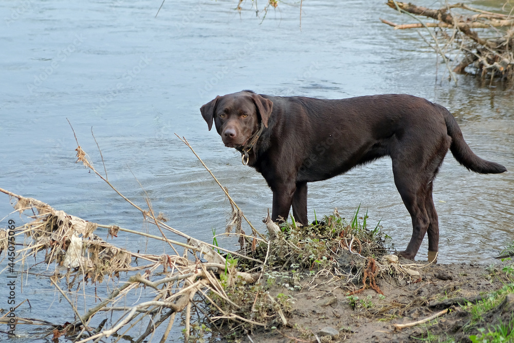 Schokobrauner Labrador am Flußufer. Schokobrauner Labrador am Flußufer.