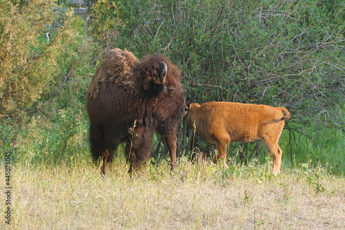 cow bison with calf