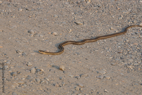 common garter snake on dirt road