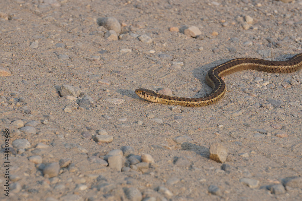 common garter snake on dirt road common garter snake on dirt road