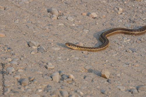 common garter snake on dirt road