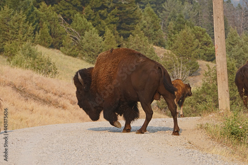 American bison bull crossing dirt road