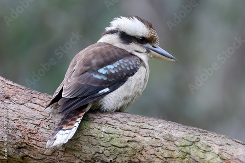 Photos Laughing Kookaburra perched on tree branch
