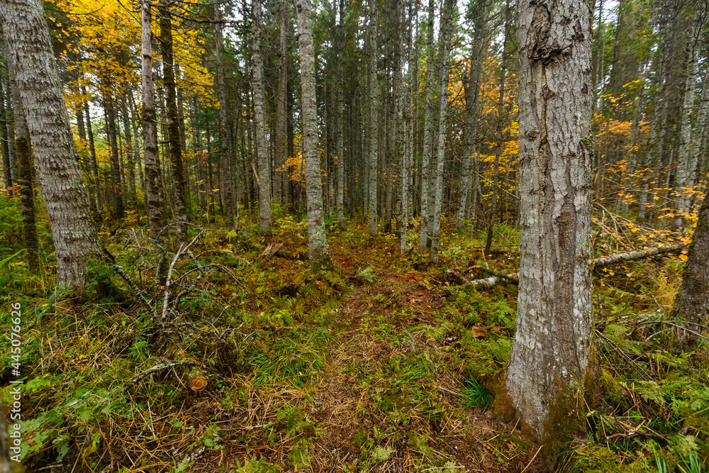 Fototapeta premium Sikhote-Alin Biosphere Reserve. Far Eastern autumn taiga. Dense impassable autumn forest.
