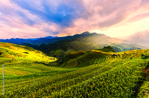 Fotomural Terraced rice field in the harvest season in Mu Cang Chai,Rice terrace on during