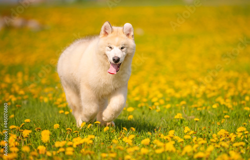 A cute fluffy puppy of the Alaskan Malamute breed of light color runs jumping with his tongue out in the park against the background of yellow dandelions.