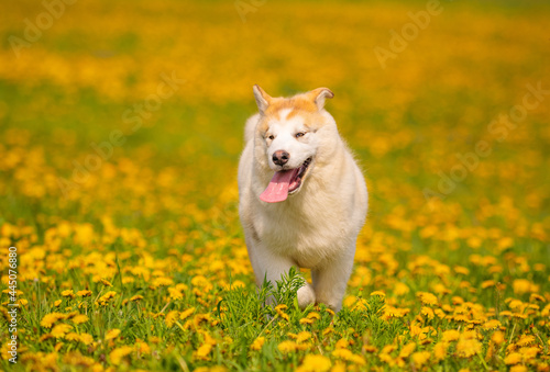 A cute fluffy puppy of the red Alaskan Malamute breed runs jumping with his tongue out in the park against the background of yellow dandelions.