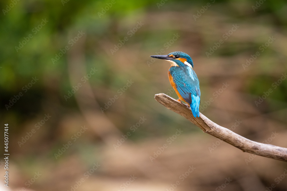 Common Kingfisher (Alcedo atthis) perching on a branch. Common Kingfisher (Alcedo atthis) perching on a branch.