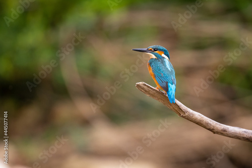 Common Kingfisher (Alcedo atthis) perching on a branch. © Branislav