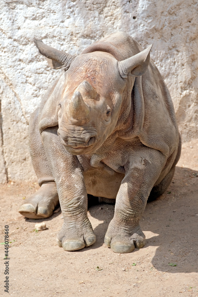 Fototapeta premium Ostafrikanisches Spitzmaulnashorn ( Diceros bicornis michaeli ) Jungtier.