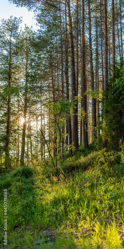 The nature of the taiga. Beautiful summer forest landscape with fir trees. Vertical format.