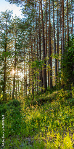 The nature of the taiga. Beautiful summer forest landscape with fir trees. Vertical format. © Michael