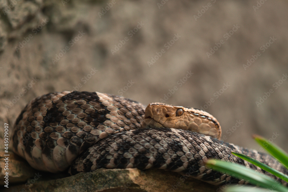 Fototapeta premium Terciopelo (Bothrops asper)