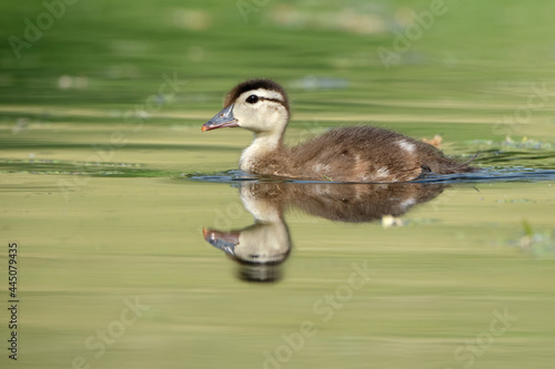 Wood Duck duckling, Aix sponsa, swimming on green water photo