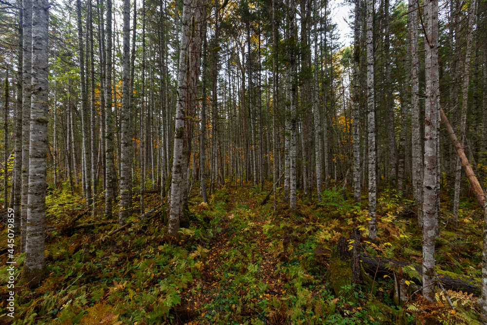 Sikhote-Alin Biosphere Reserve. Far Eastern autumn taiga. Ecological hiking trail in a dense autumn forest. Sikhote-Alin Biosphere Reserve. Far Eastern autumn taiga. Ecological hiking trail in a dense autumn forest.