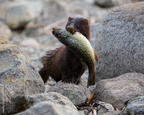 Closeup of a mink with a big fish in its mouth