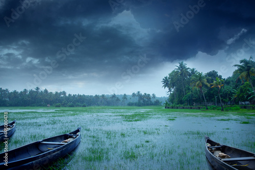 Wooden boats in a paddy field when flooded during heavy rain, Beautiful landscape photography in rainy day, Falling rain while the sky is filled with dark clouds, Monsoon photography in Kerala India