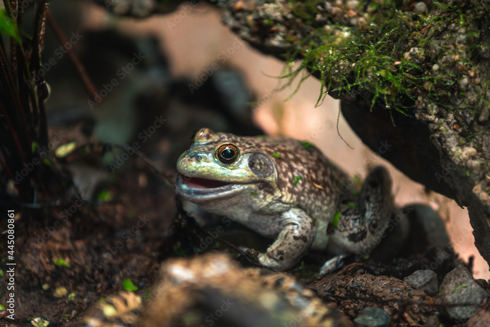 American bullfrog (Lithobates catesbeianus) American bullfrog (Lithobates catesbeianus)