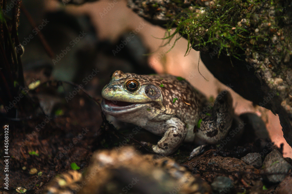 American bullfrog (Lithobates catesbeianus) American bullfrog (Lithobates catesbeianus)