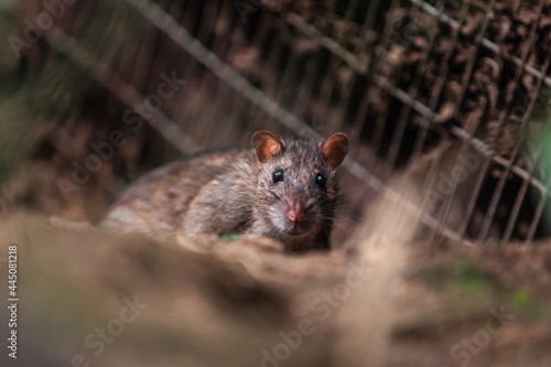 Rat © sidoy