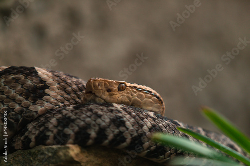 Terciopelo (Bothrops asper)