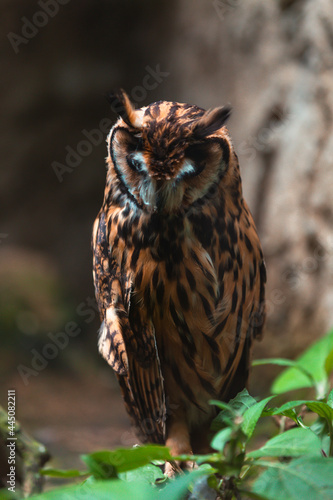 Stygian owl (Asio stygius) photo