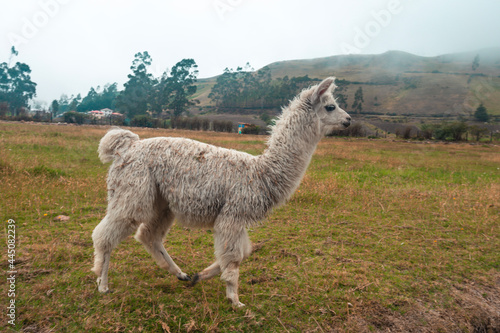 llama in the grass © sidoy
