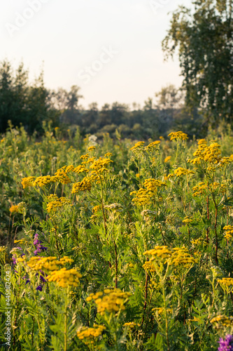 Scenery. A forest glade with blooming yellow tansy against the background of a large birch. Collection of medicinal herbs. July evening, setting sun, good weather.