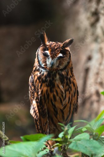 Stygian owl (Asio stygius) photo