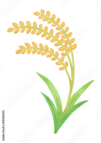 秋の食べ物　稲穂　米　手描きイラスト