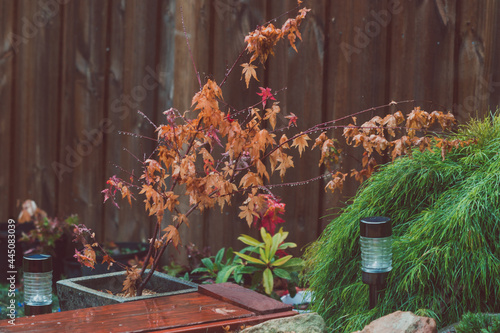 idyllic autumn backyard with plants and tree with golden and orange tones photo