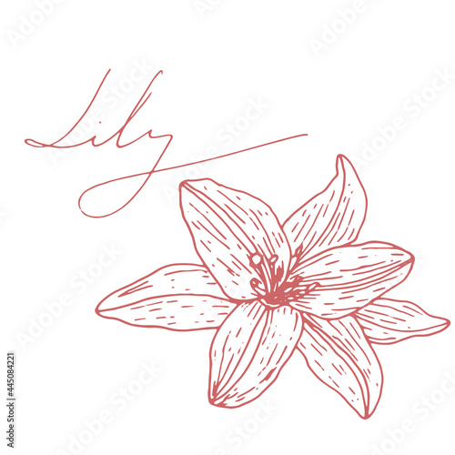 Vector image of a Lily flower and the inscription-Lily. A sketch. Hand-drawn. Design for fabric, print, wallpaper, tattoo, wedding.