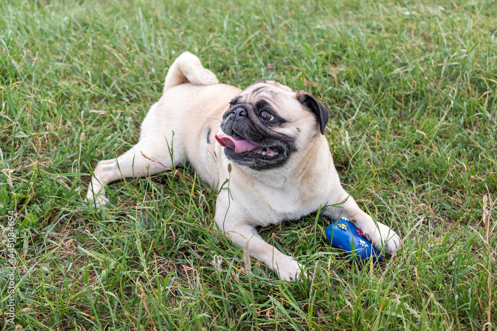 Pug dog playing with a toy on the grass. Pug dog playing with a toy on the grass.