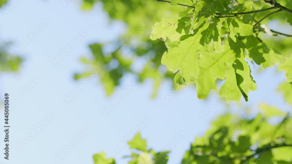 Sun shines through blowing on wind green leaves. Rich green leaves of a tree waving in wind. Sun shines through blowing on wind green leaves. Rich green leaves of a tree waving in wind.