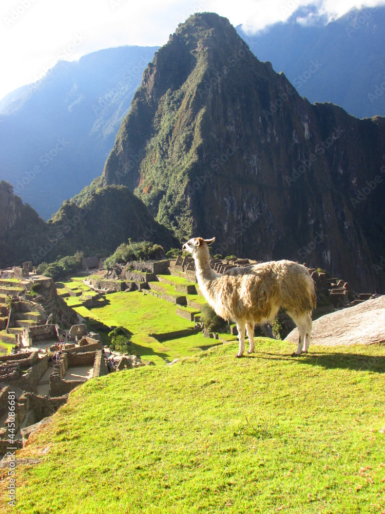 Naklejka premium Alpaca en las ruinas de Machu Picchu, Cusco, Perú