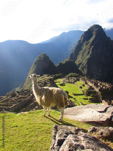 Alpaca en las ruinas de Machu Picchu  Cusco  Per  