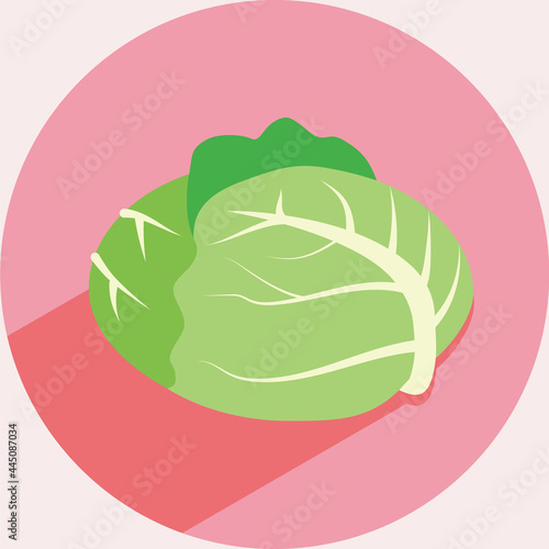 キャベツのイラスト 有機野菜ベジタリアン Illustration of cabbage organic vegetarian food