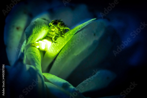 Female firefly sitting on a rose glowing photo