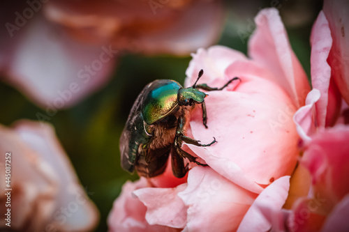 Фотография Green green rose chafer and roses