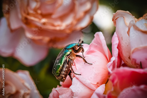 Canvas-taulu Green green rose chafer and roses