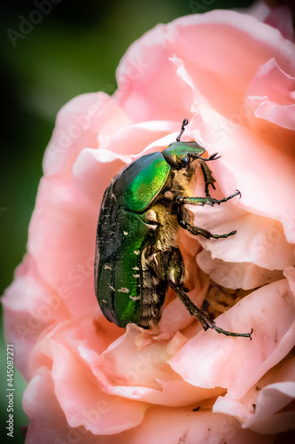 Green green rose chafer and roses