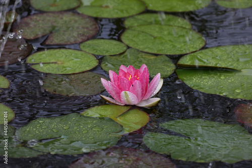 Closeup shot of a beautiful pink water lily flower surrounded by leaves on the water surface photo