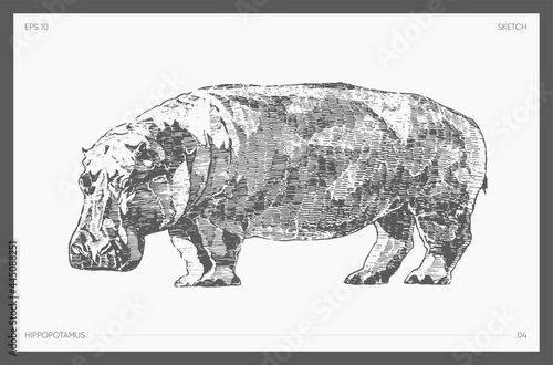 High detail hand drawn vector hippopotamus sketch