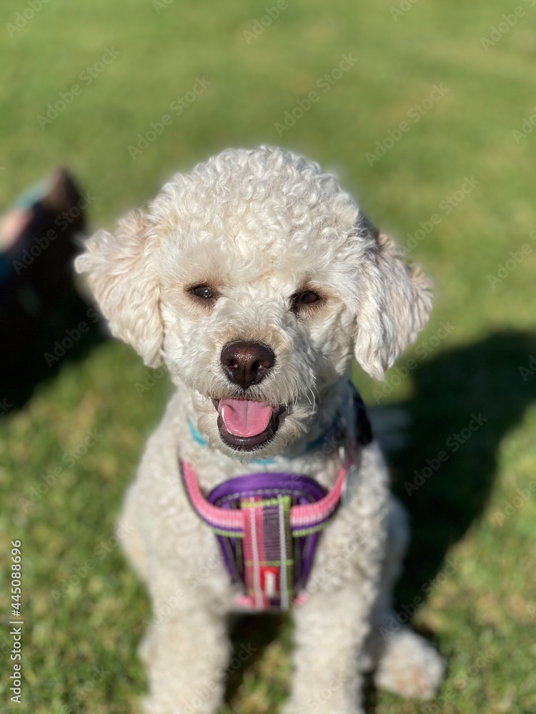 Happy Cavalier Poodle Cross in a Harness at the Park