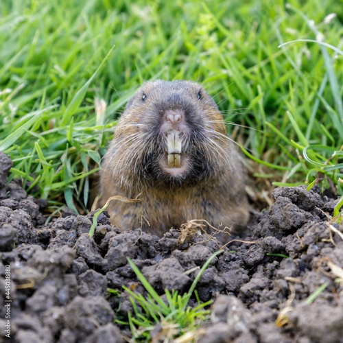 Pocket Gopher peeking out of burrow and starring at camera. Santa Clara County, California, USA.